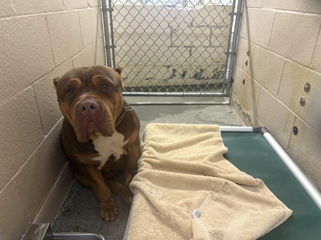 Enlarge BETTY, a Adoptable American Bulldog in Fairfield, CA image 1/1