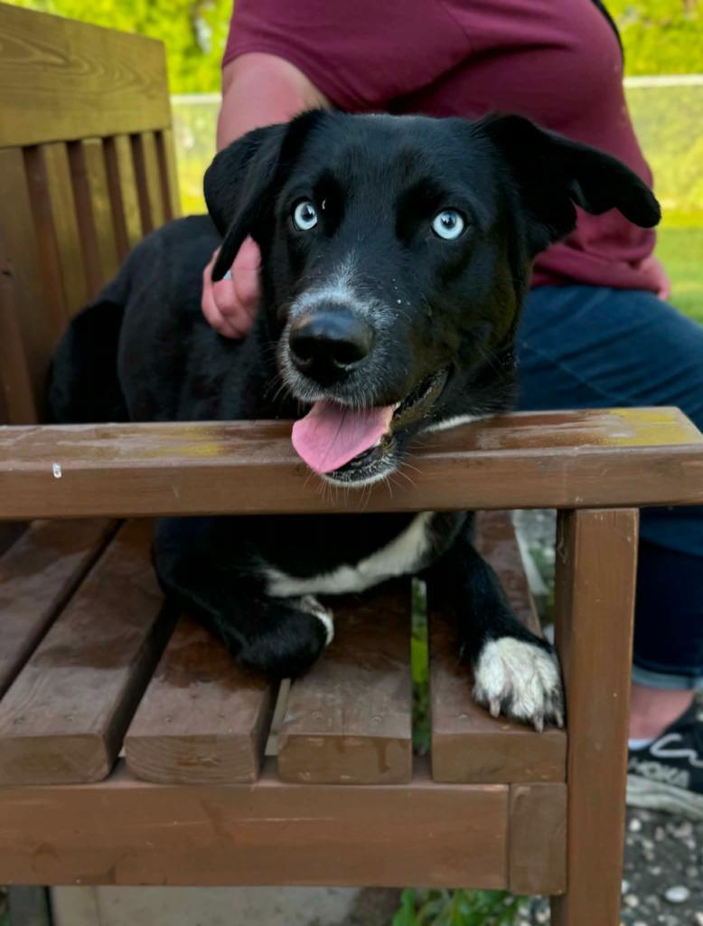 Pythia, Adoptable, Young Female Siberian Husky.
