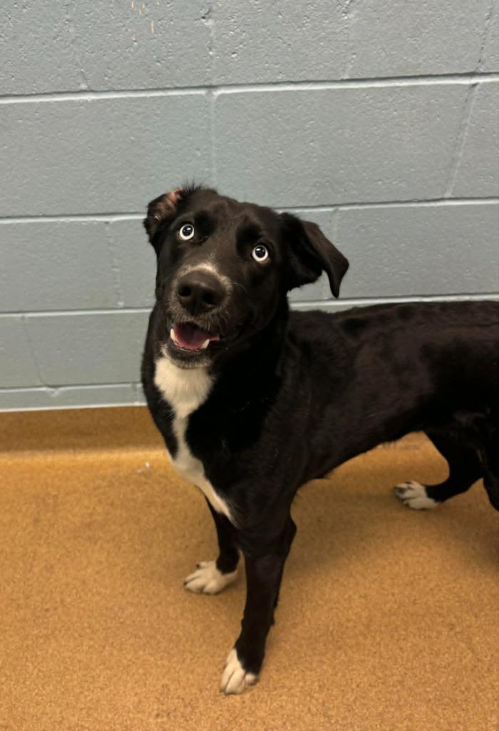 Pythia, Adoptable, Young Female Siberian Husky.