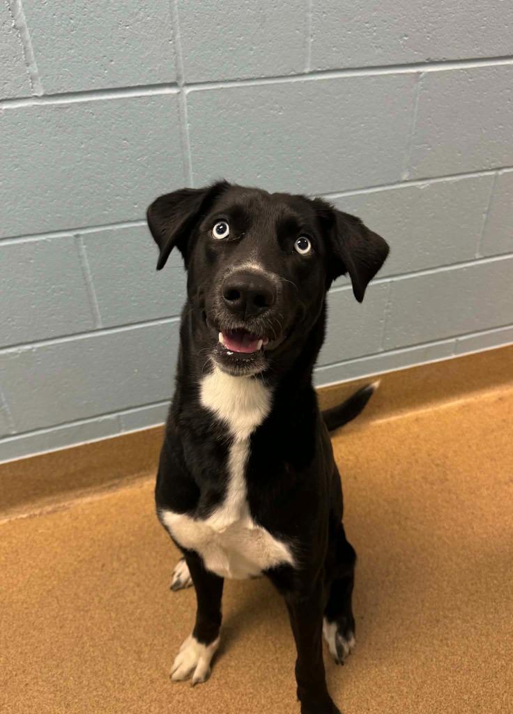 Pythia, a Adoptable Siberian Husky in Grand Forks, ND image 2/6