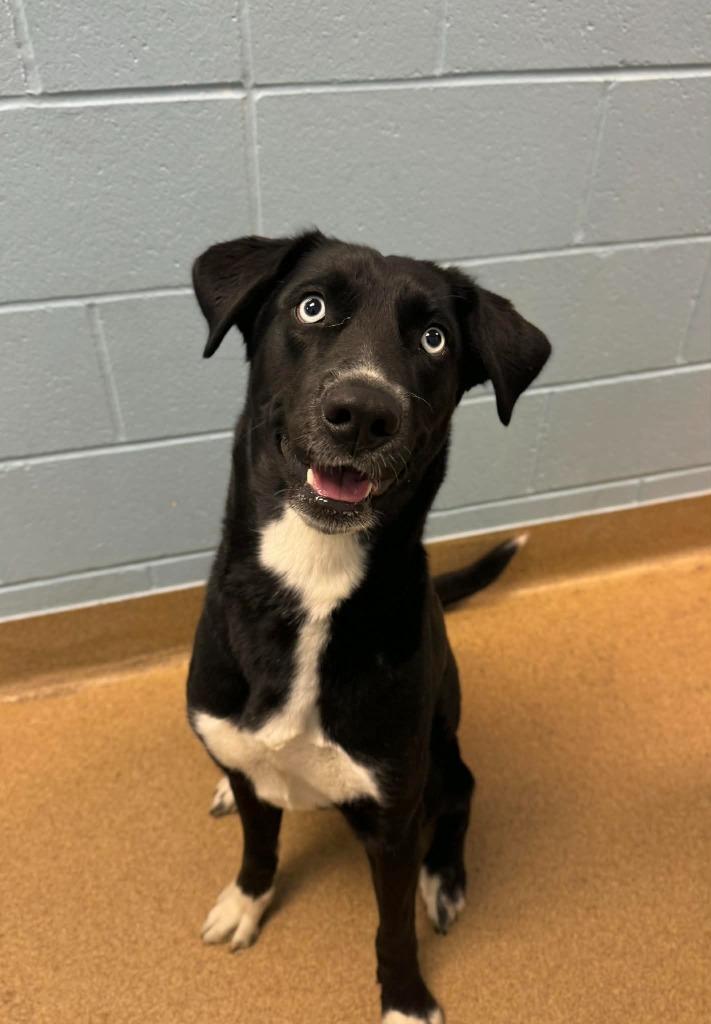 Pythia, a Adoptable Siberian Husky in Grand Forks, ND image 3/6