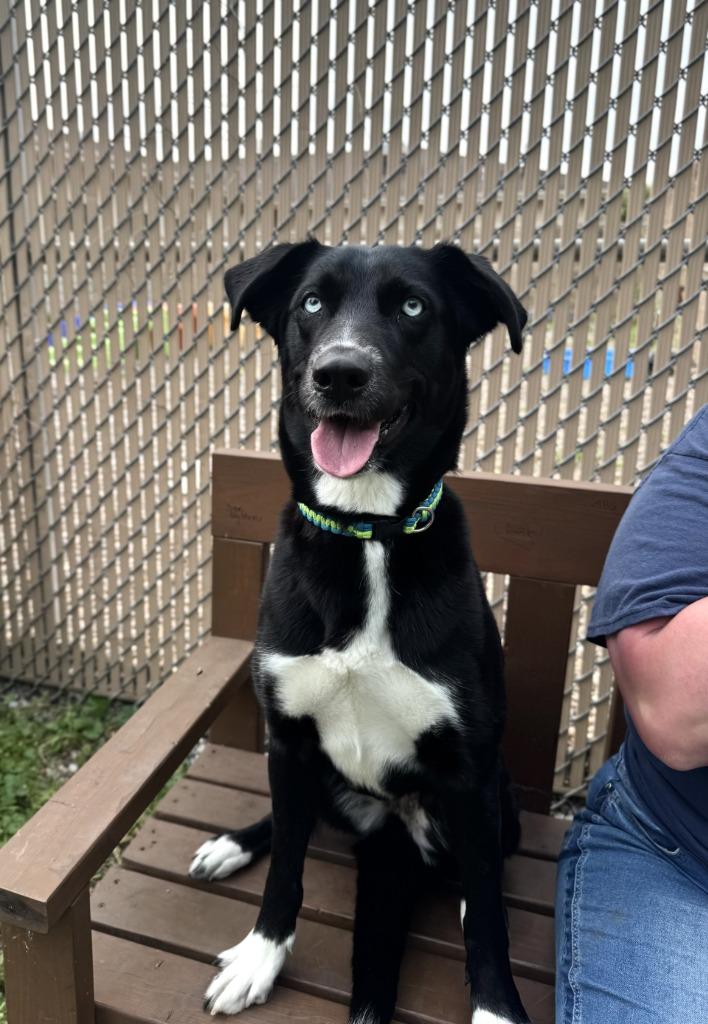 Pythia, a Adoptable Siberian Husky in Grand Forks, ND image 4/6