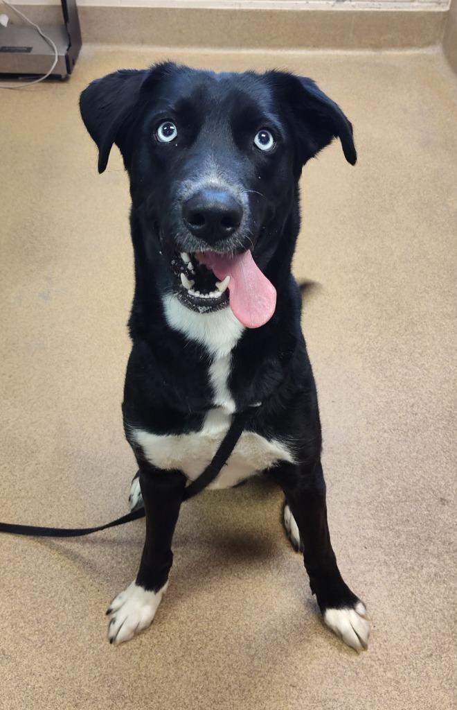 Pythia, a Adoptable Siberian Husky in Grand Forks, ND image 5/6
