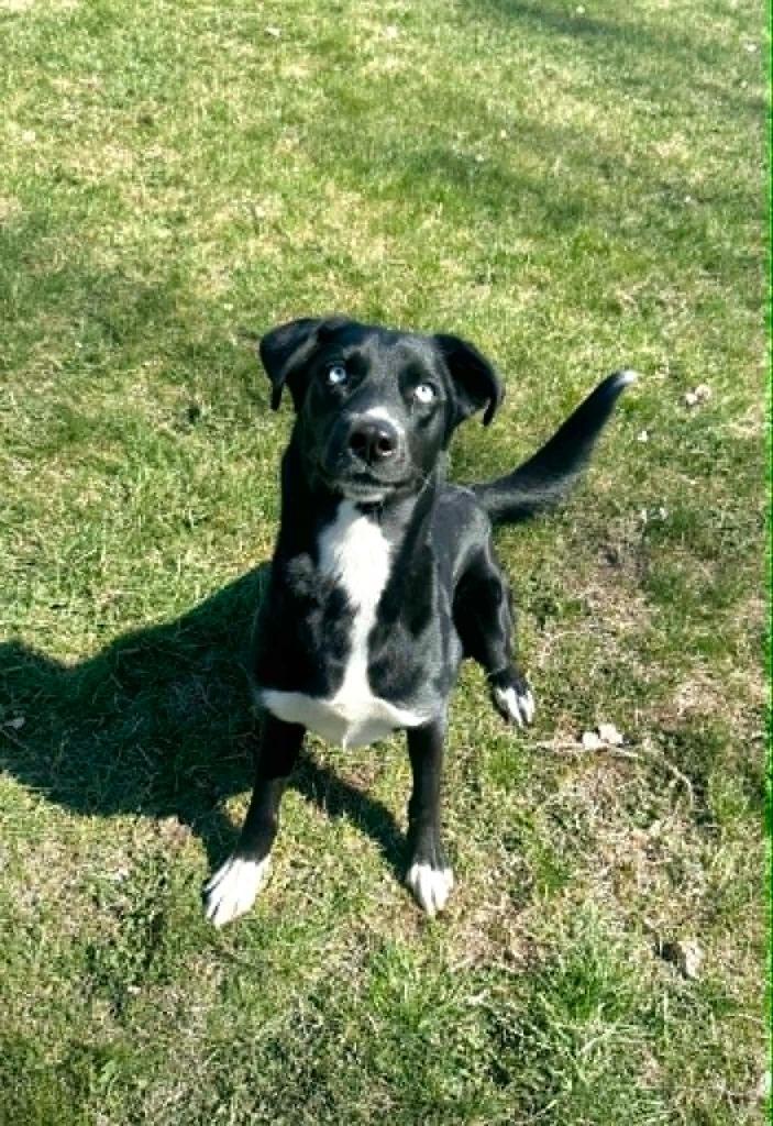 Pythia, a Adoptable Siberian Husky in Grand Forks, ND image 6/6