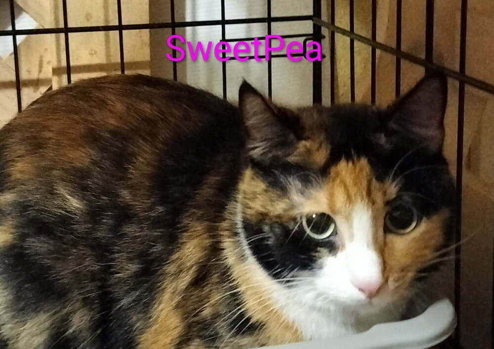 Sweet Pea, Adoptable, Adult Female Domestic Short Hair.