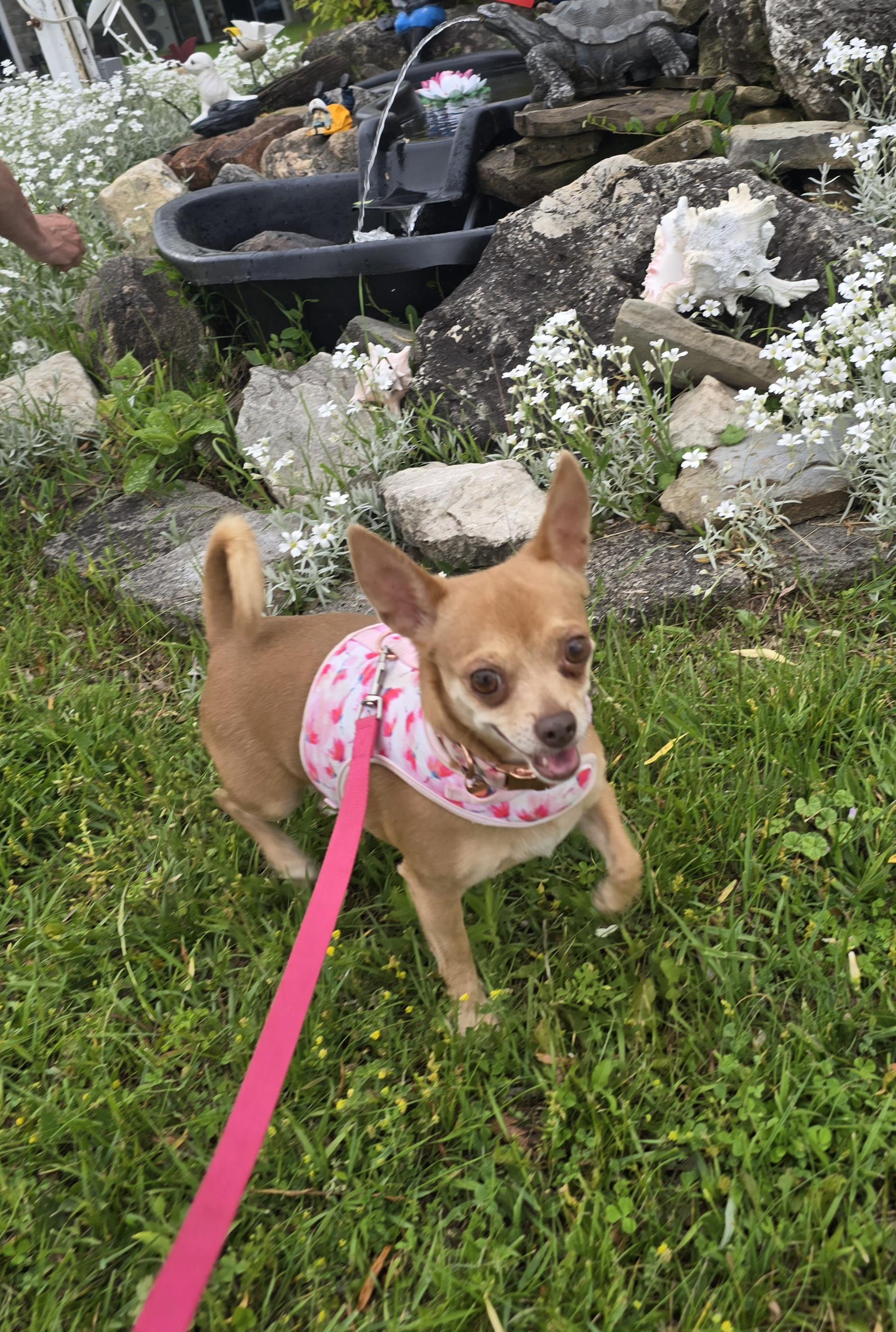 Toes, adopted, Young Female Chihuahua & Mixed Breed.