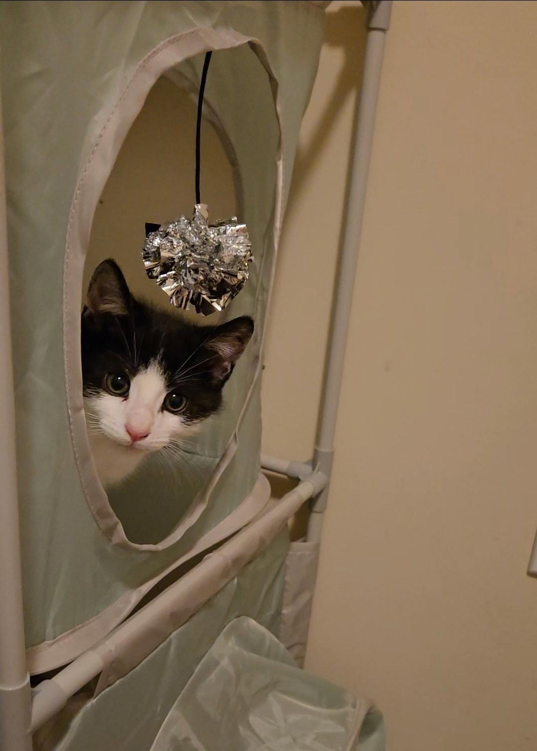 Enlarge Adorable Munchkin, a Adoptable Domestic Short Hair in Coatesville, PA image 1/3