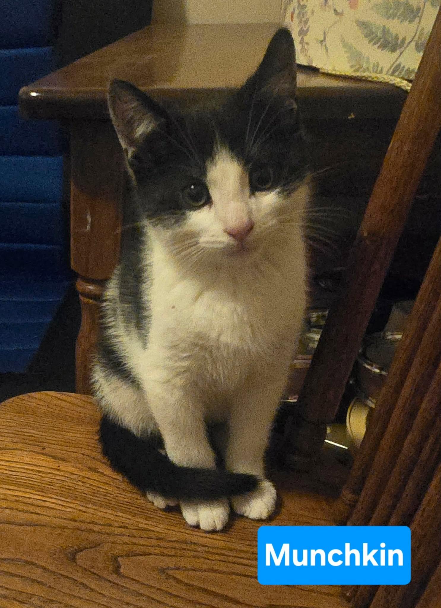 Enlarge Adorable Munchkin, a Adoptable Domestic Short Hair in Coatesville, PA image 2/3