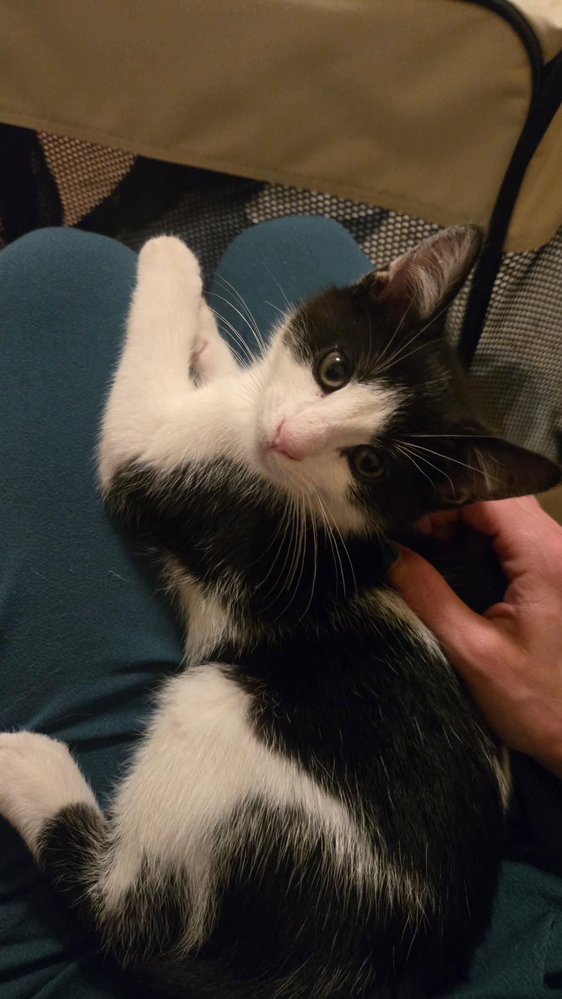 Enlarge Adorable Munchkin, a Adoptable Domestic Short Hair in Coatesville, PA image 3/3