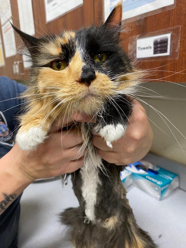 2023-08-143 *Alicia*, Adoptable, Adult Female Domestic Long Hair.