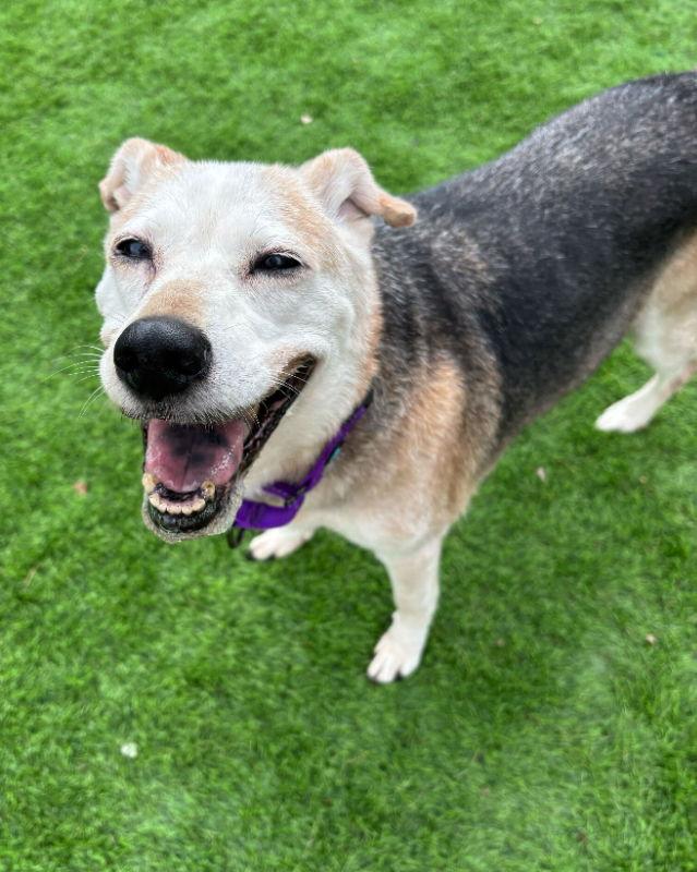 Sissy *Adopt*, a Adoptable Retriever in Fairfax, VA image 2/2