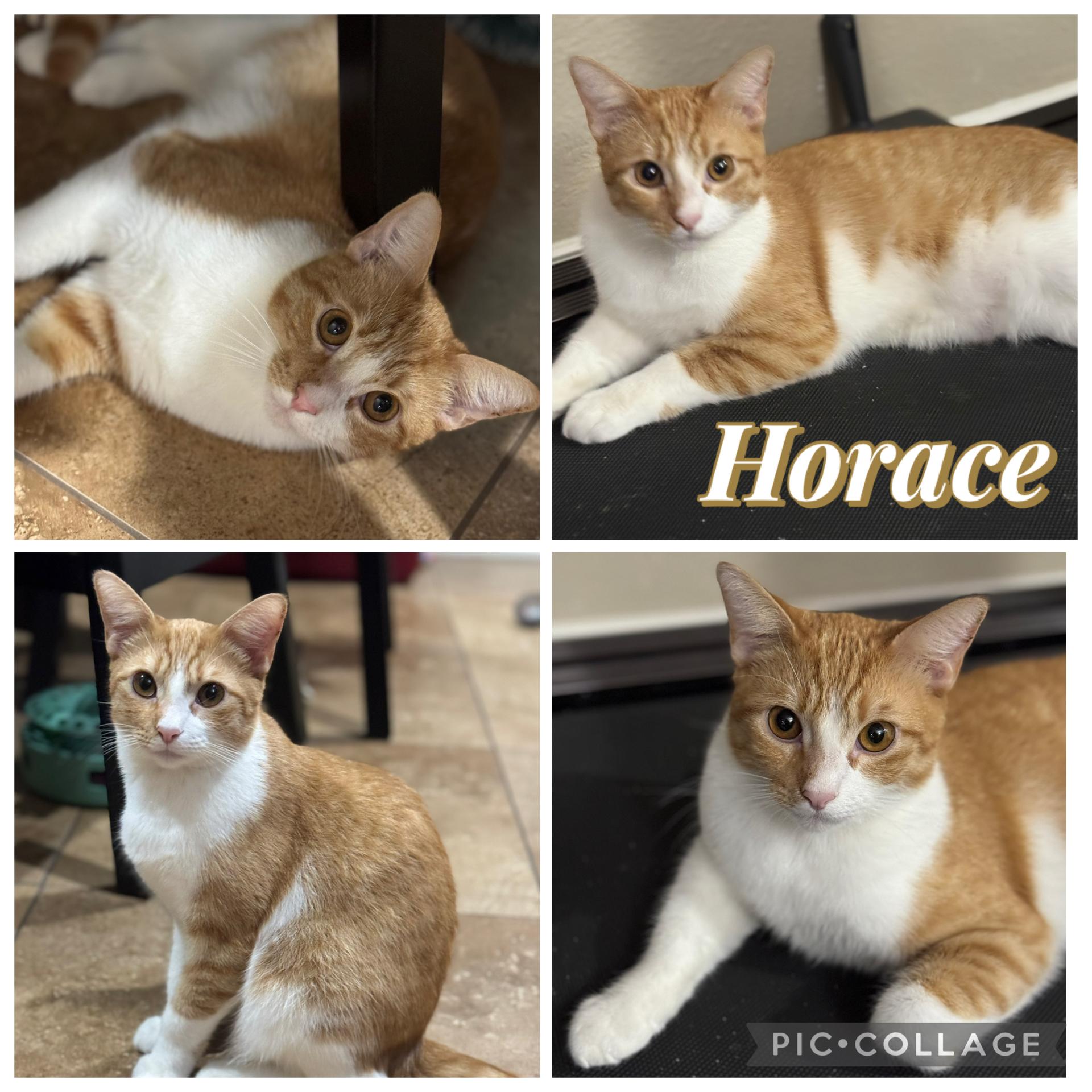 Enlarge HORACE, a Adoptable Tabby in Houston, TX image 1/1