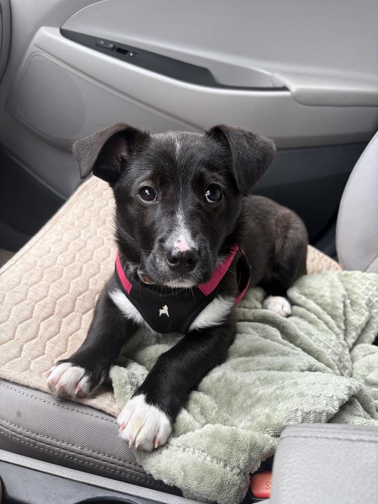 Enlarge Socks, a Adoptable mixed breed in Loveland, OH image 1/1
