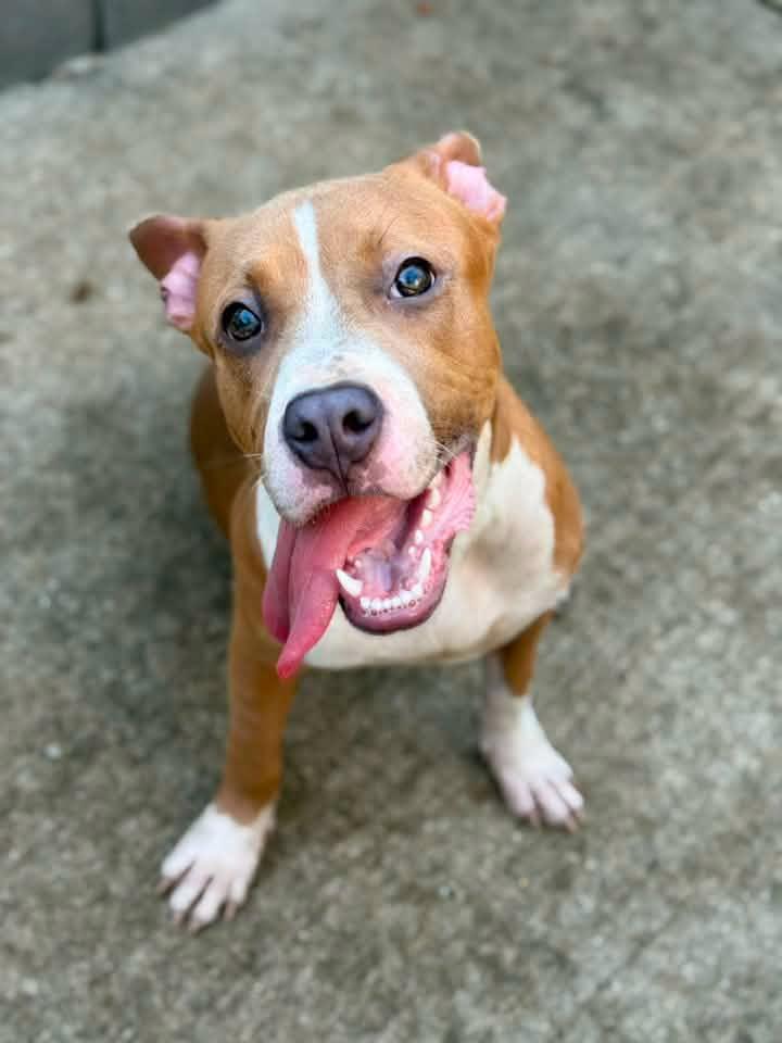 Silly Putty, Adoptable, Young Female Pit Bull Terrier.