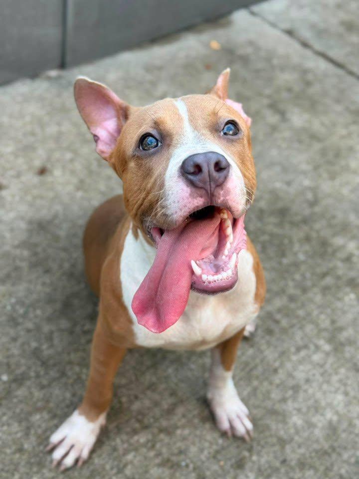 Enlarge Silly Putty, a Adoptable Pit Bull Terrier in Crete, IL image 2/3
