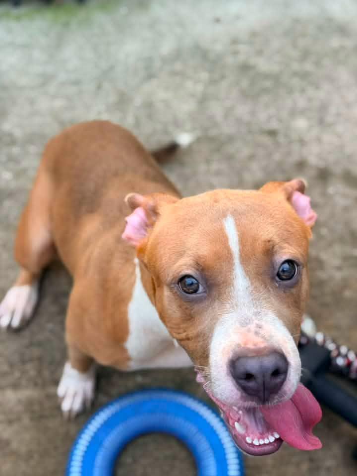Enlarge Silly Putty, a Adoptable Pit Bull Terrier in Crete, IL image 3/3