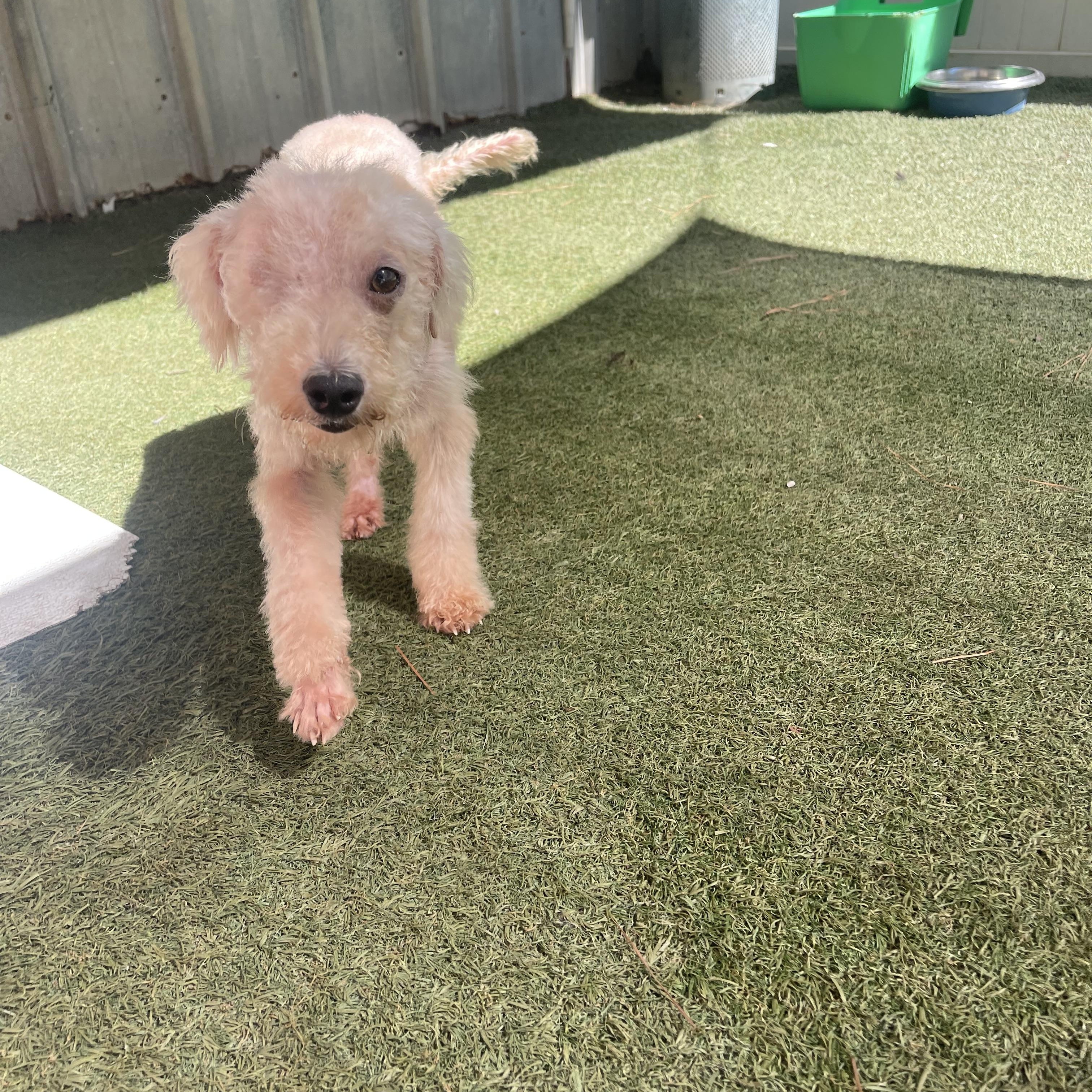 Enlarge Bronze, a Adoptable mixed breed in Baton Rouge, LA image 4/5