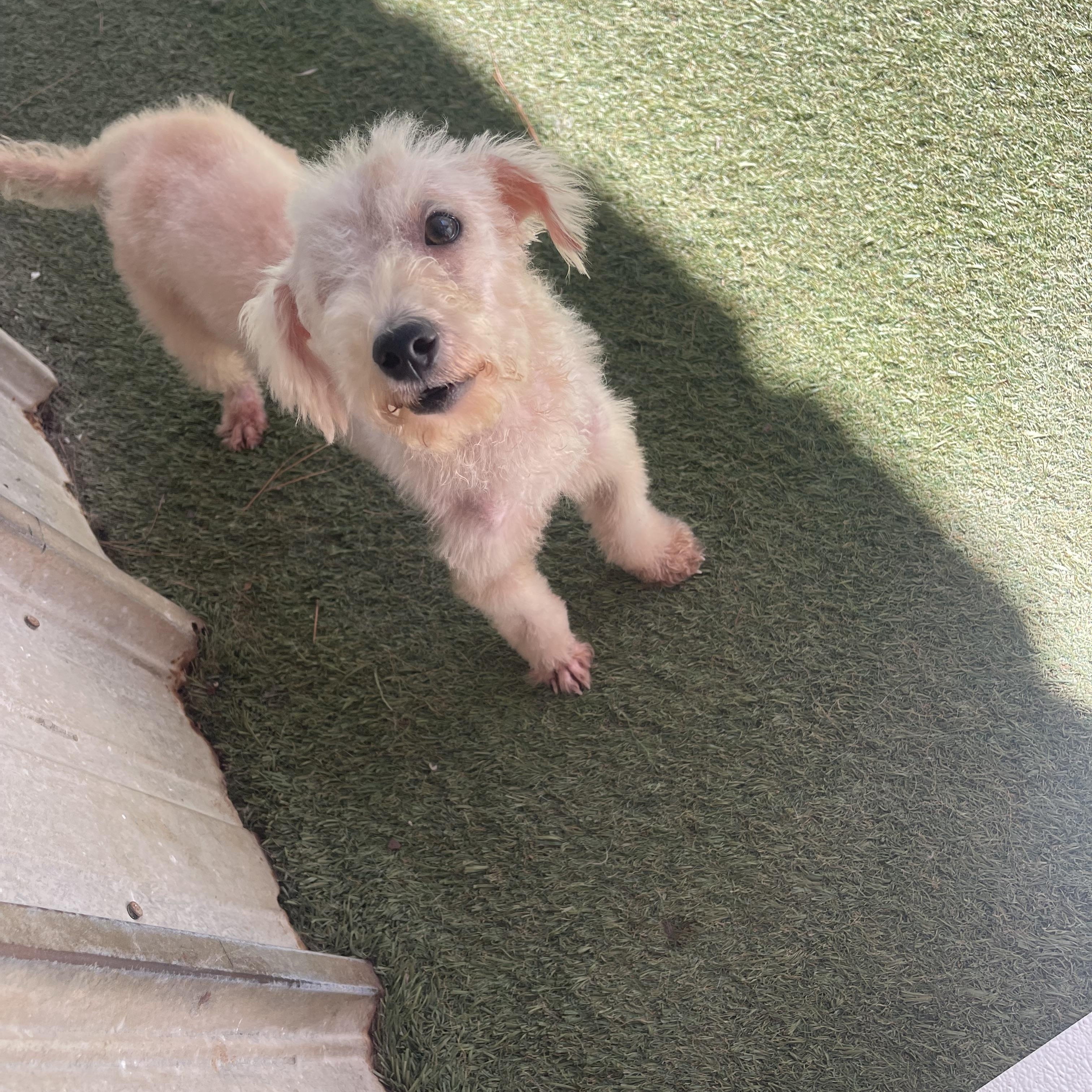 Enlarge Bronze, a Adoptable mixed breed in Baton Rouge, LA image 2/5