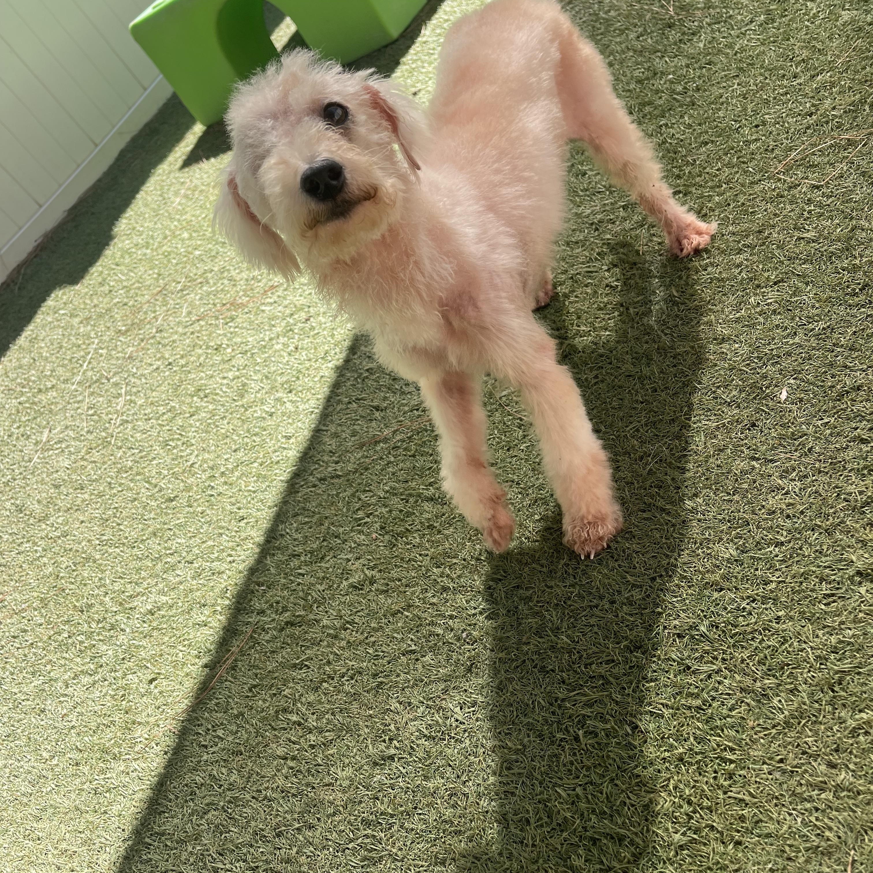 Enlarge Bronze, a Adoptable mixed breed in Baton Rouge, LA image 5/5