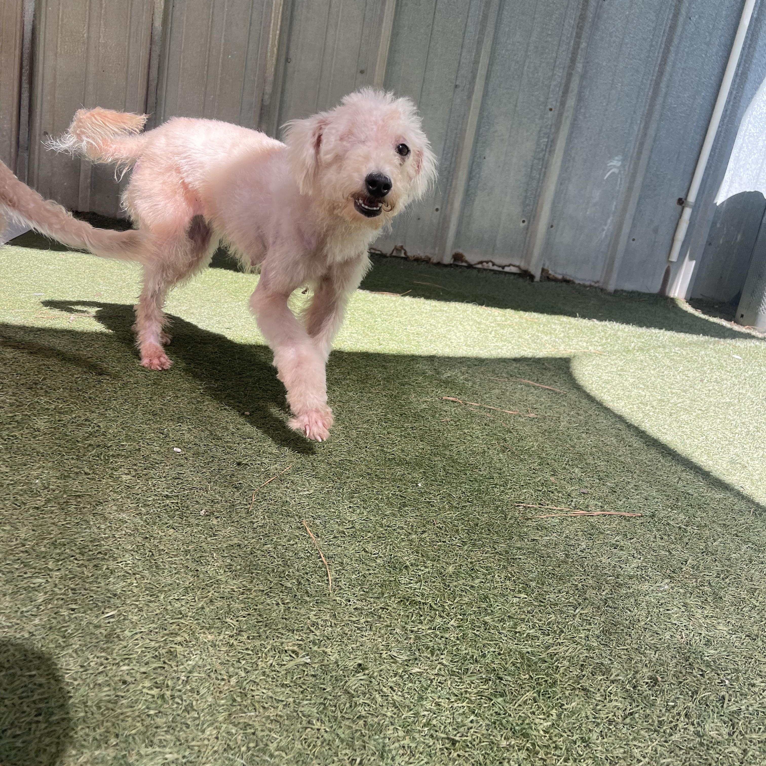 Enlarge Bronze, a Adoptable mixed breed in Baton Rouge, LA image 3/5