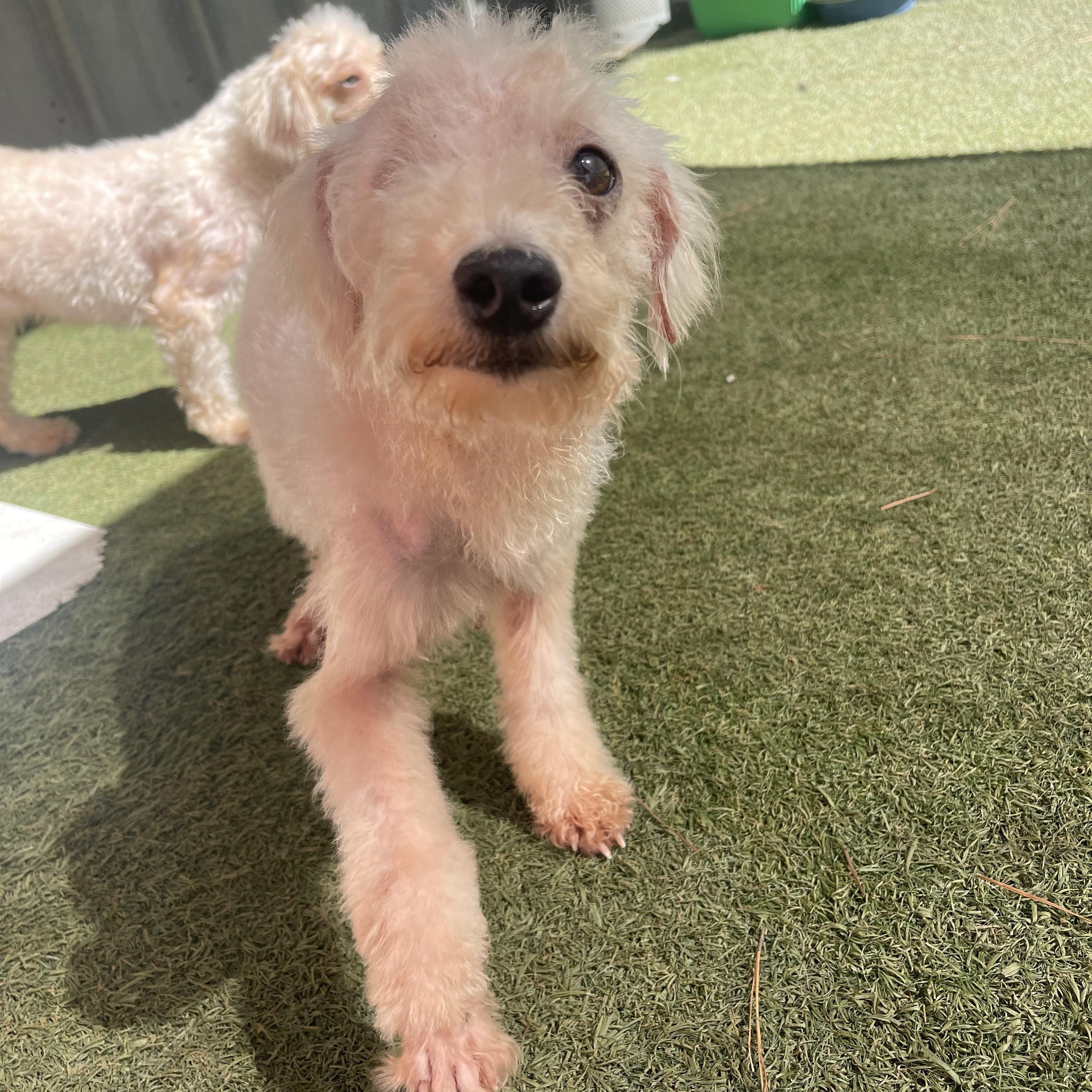 Enlarge Bronze, a Adoptable mixed breed in Baton Rouge, LA image 1/5