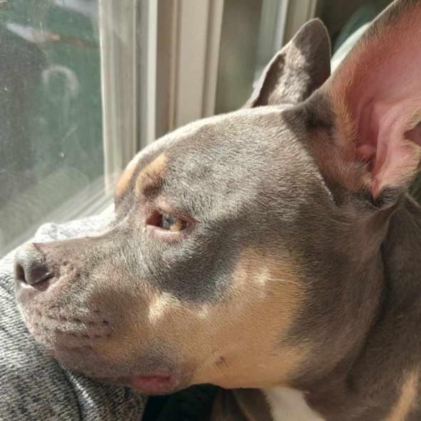 Truman, Adoptable, Adult Male Pit Bull Terrier.