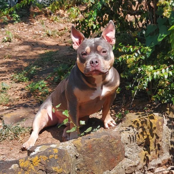 Enlarge Truman, a Adoptable Pit Bull Terrier in Dallas, TX image 2/5