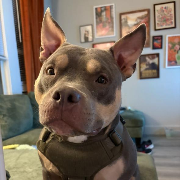 Enlarge Truman, a Adoptable Pit Bull Terrier in Dallas, TX image 3/5