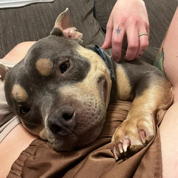 Enlarge Truman, a Adoptable Pit Bull Terrier in Dallas, TX image 4/5