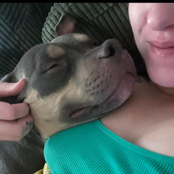 Enlarge Truman, a Adoptable Pit Bull Terrier in Dallas, TX image 5/5