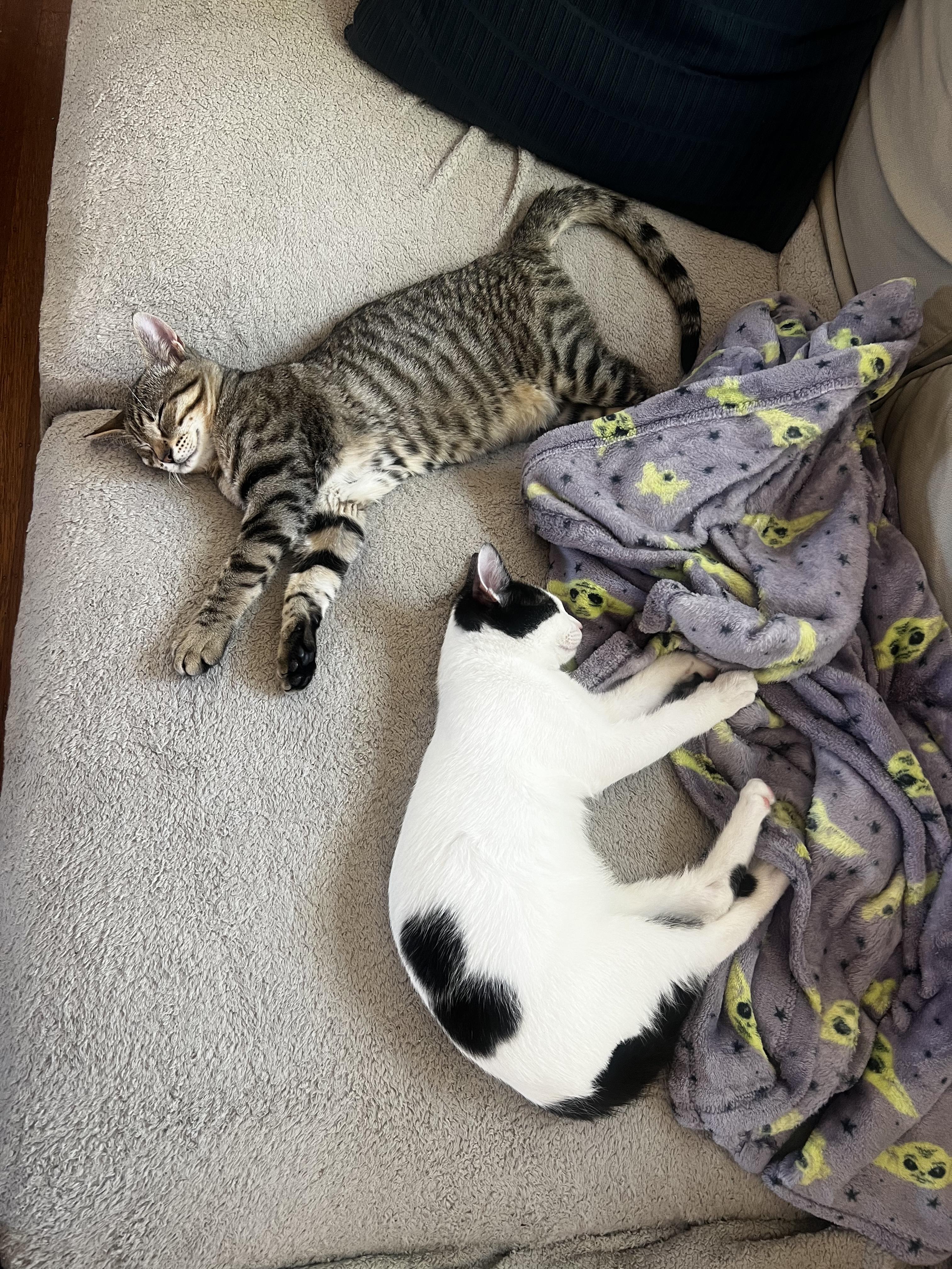 Enlarge Moo & Grimm, a Adoptable Domestic Short Hair in Emeryville, CA image 2/3