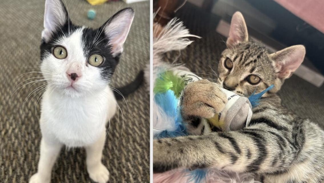 Enlarge Moo & Grimm, a Adoptable Domestic Short Hair in Emeryville, CA image 1/3