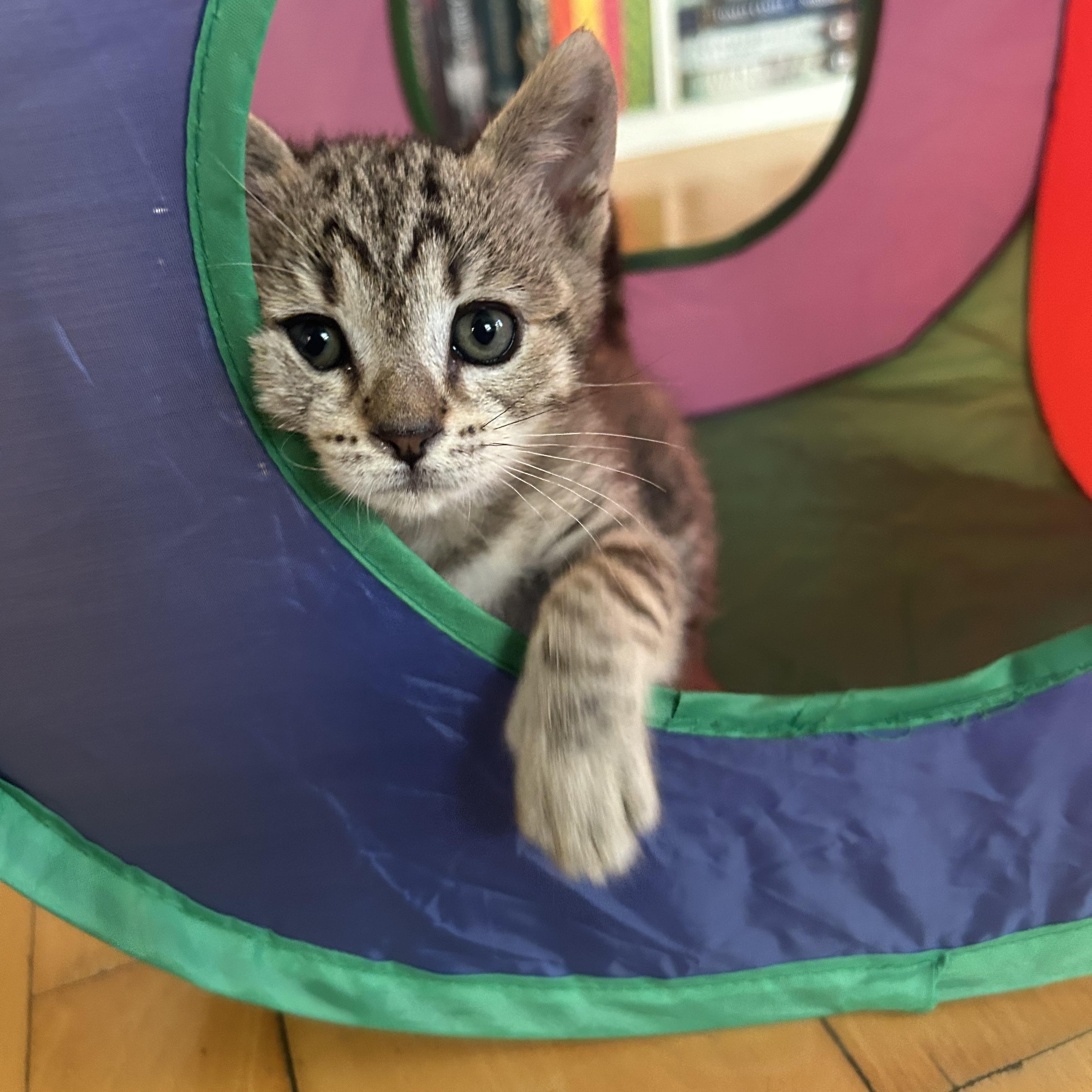 Enlarge Moo & Grimm, a Adoptable Domestic Short Hair in Emeryville, CA image 3/3