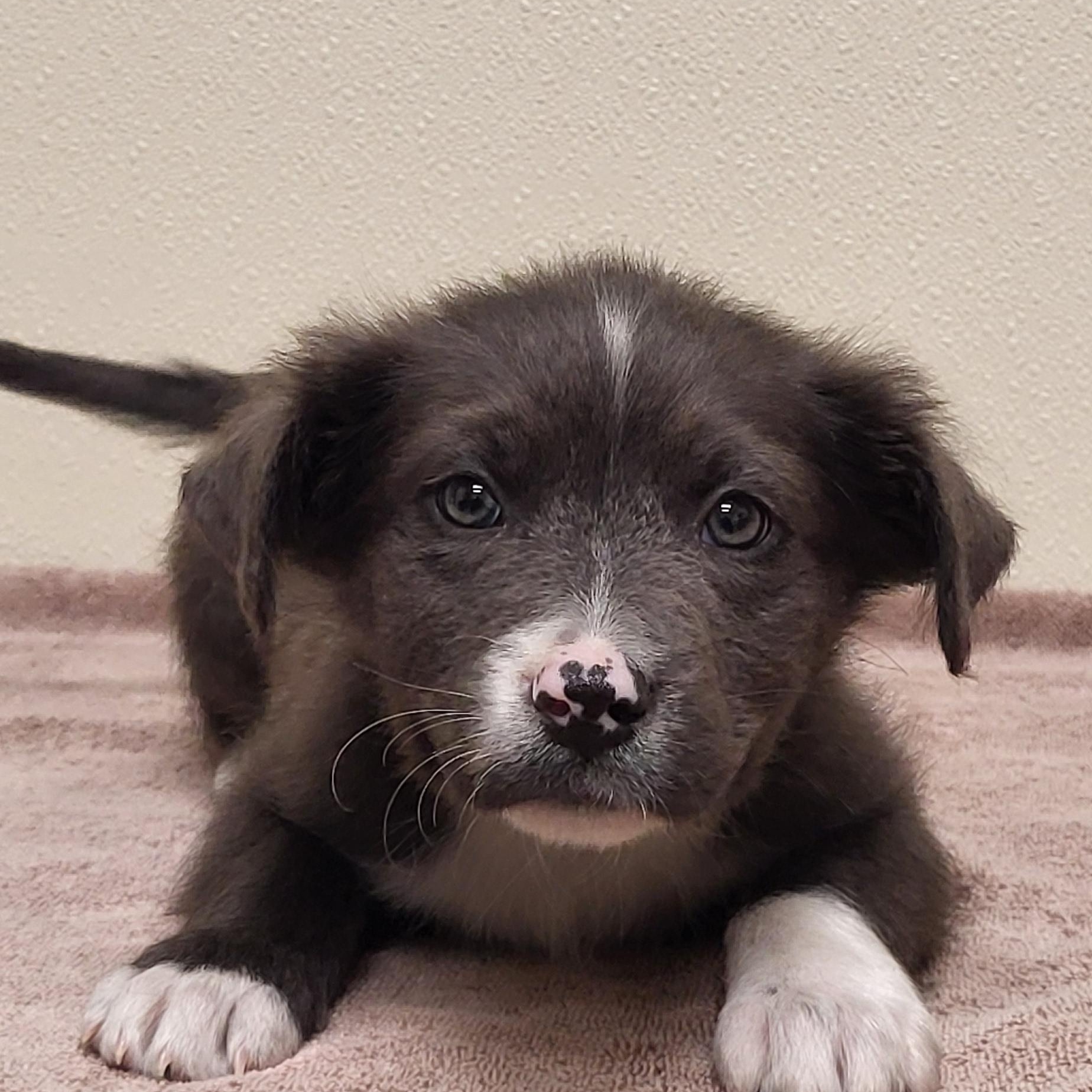 Al, ADOPTABLE, Puppy Male Mixed Breed.
