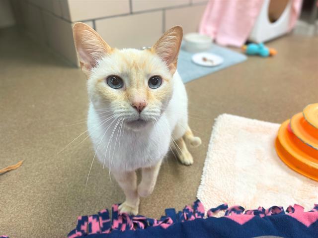 Enlarge OPIE, a Adoptable Domestic Short Hair in Fort Wayne, IN image 1/1