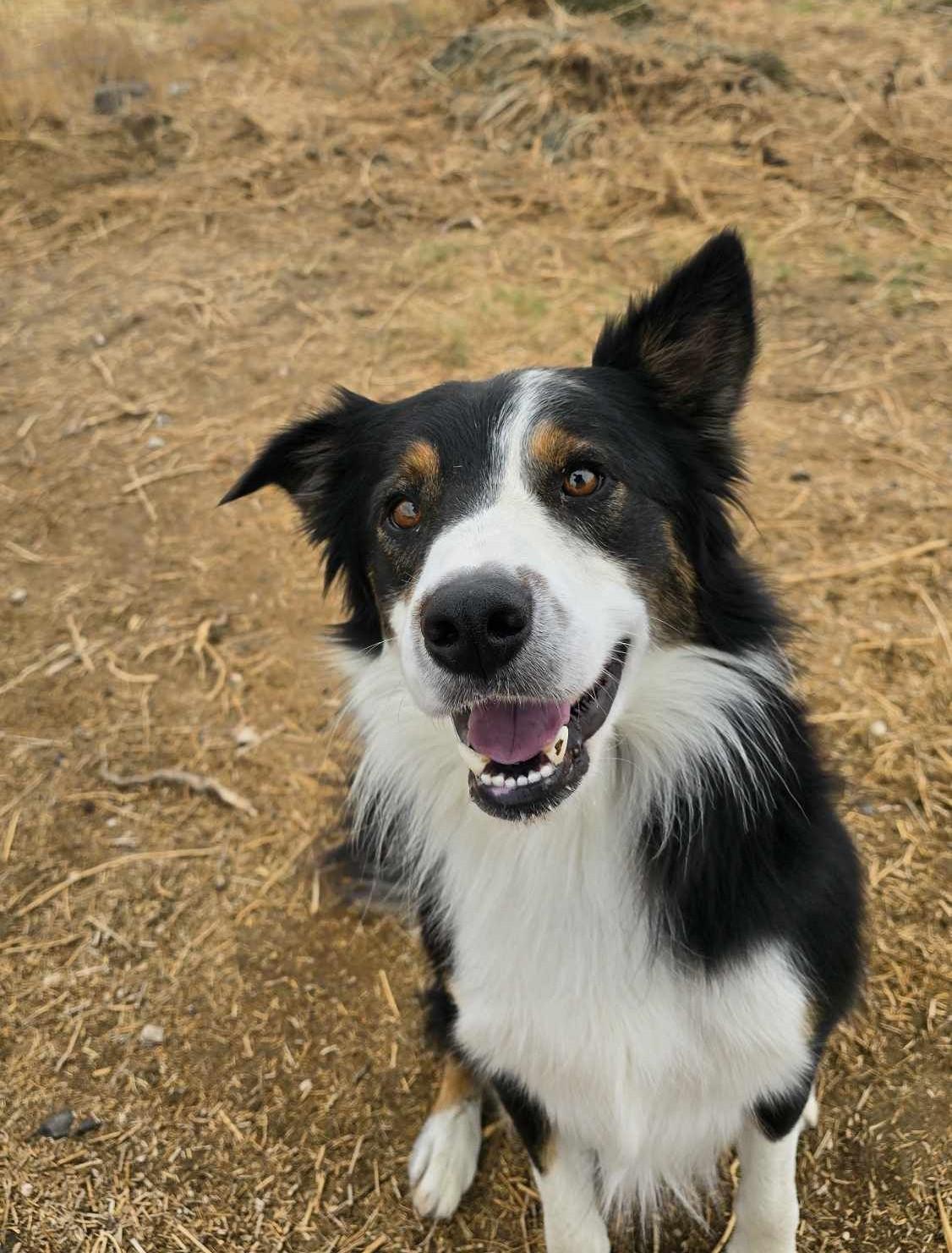 Vault, Adoptable, Adult Male Australian Shepherd.