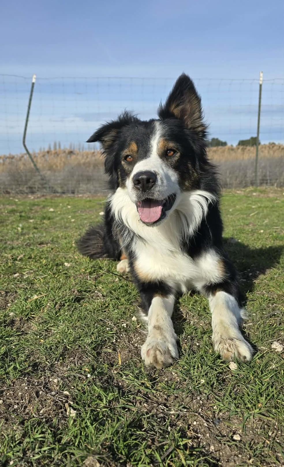 Enlarge Vault: GRADUATE OF THE RIDGE DOG PRISON RUN TRAINING PROGRAM, a Adoptable Border Collie in Othello, WA image 5/6