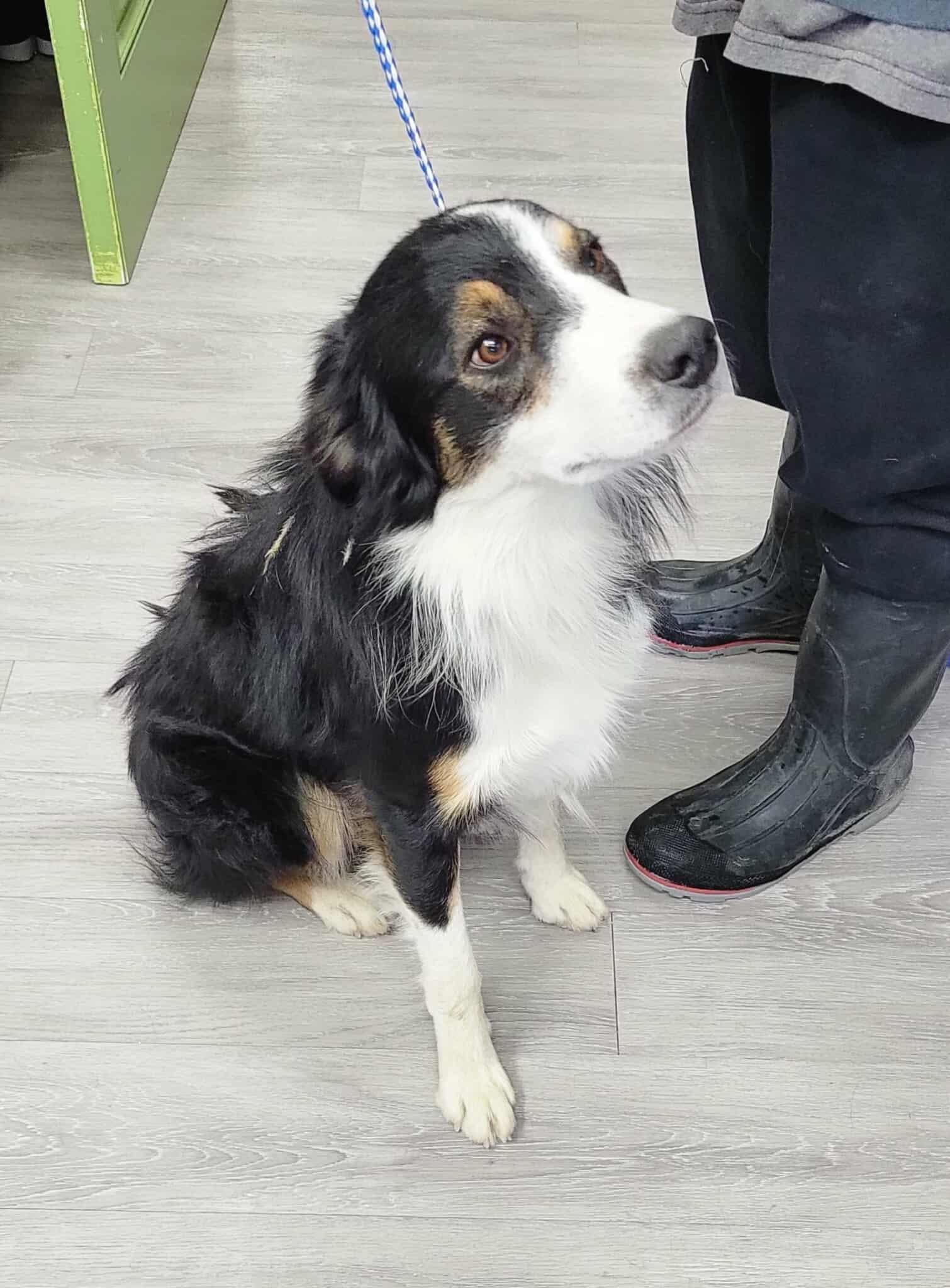Enlarge Vault, a Adoptable Australian Shepherd in Othello, WA image 2/5