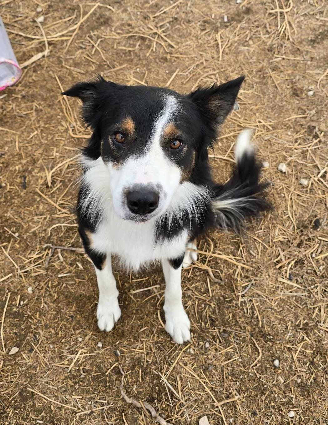 Enlarge Vault, a Adoptable Australian Shepherd in Othello, WA image 3/5