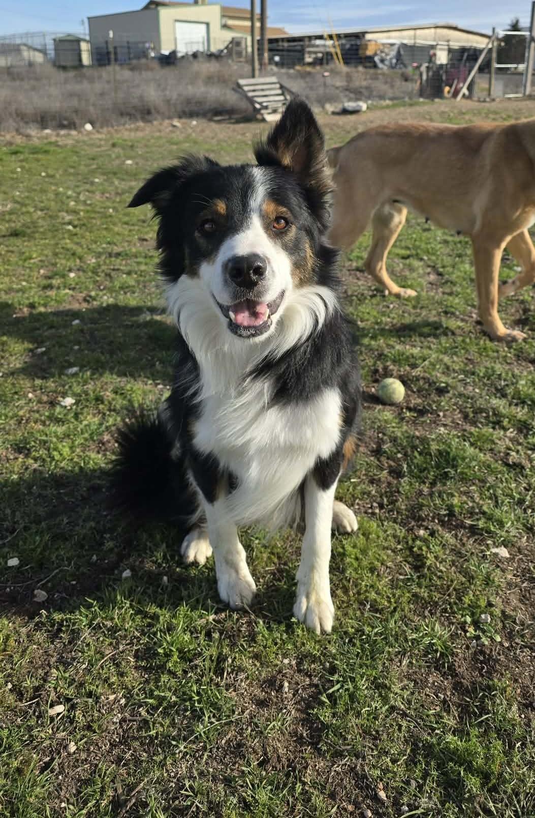 Enlarge Vault: GRADUATE OF THE RIDGE DOG PRISON RUN TRAINING PROGRAM, a Adoptable Border Collie in Othello, WA image 6/6
