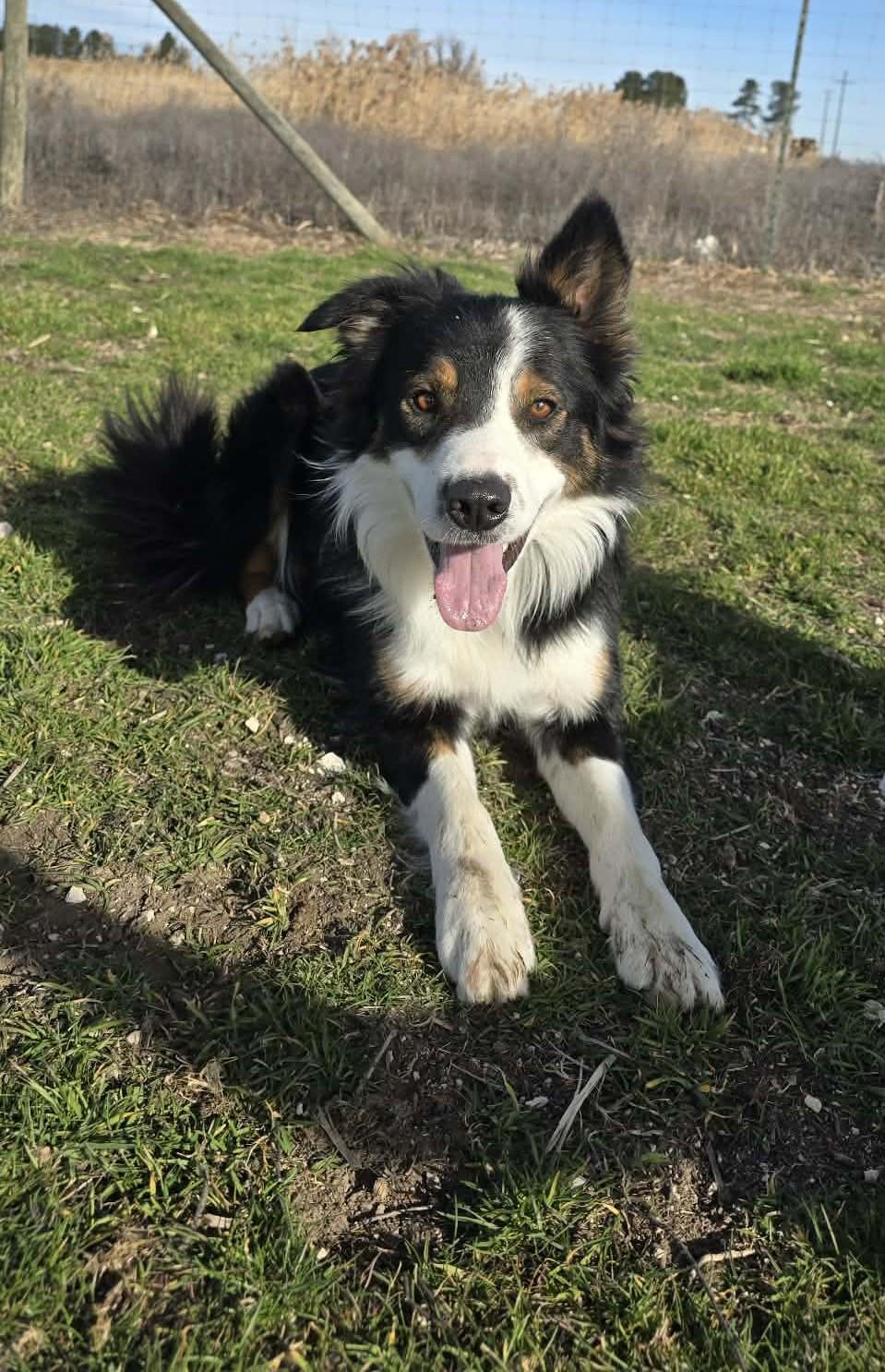 Enlarge Vault: GRADUATE OF THE RIDGE DOG PRISON RUN TRAINING PROGRAM, a Adoptable Border Collie in Othello, WA image 4/6