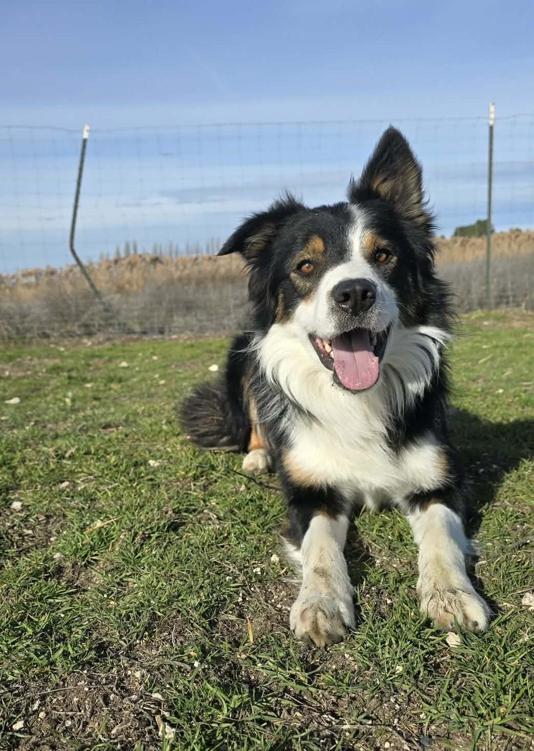 Vault: GRADUATE OF THE RIDGE DOG PRISON RUN TRAINING PROGRAM, Adoptable, Adult Male Border Collie.