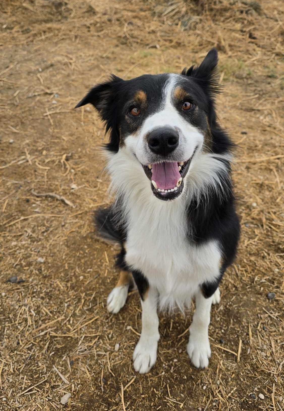 Enlarge Vault, a Adoptable Australian Shepherd in Othello, WA image 4/5