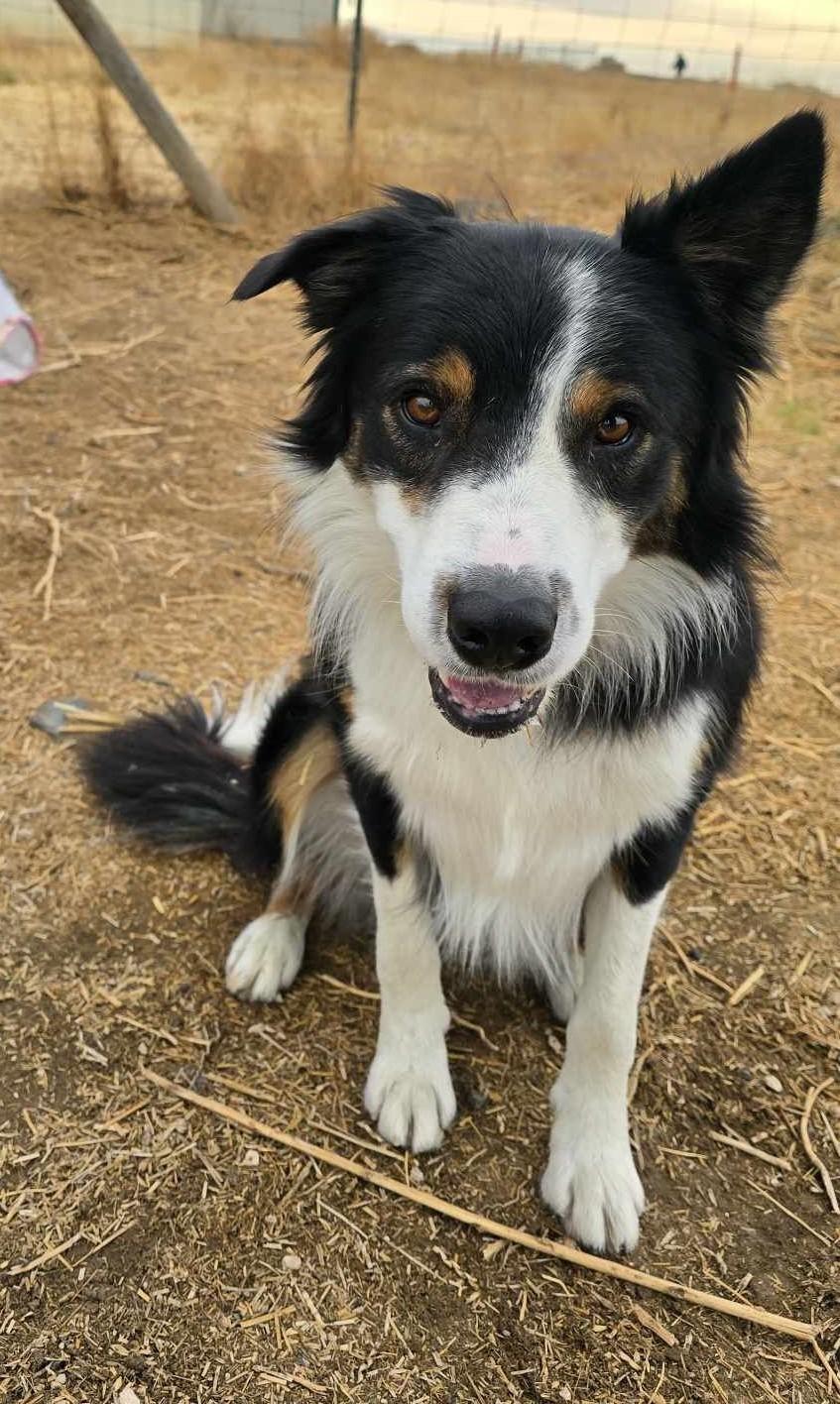 Enlarge Vault, a Adoptable Australian Shepherd in Othello, WA image 5/5