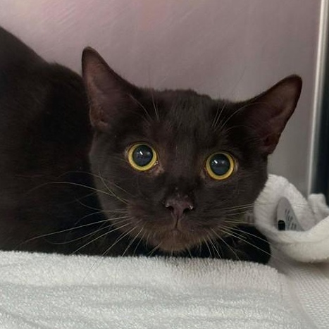 Brownie, adopted, Young Male Domestic Short Hair.