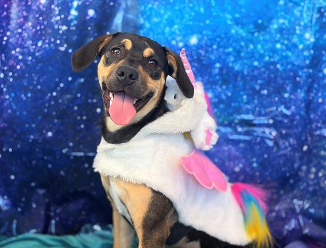 Enlarge LUNA, a Adoptable mixed breed in Fairfield, CA image 1/1