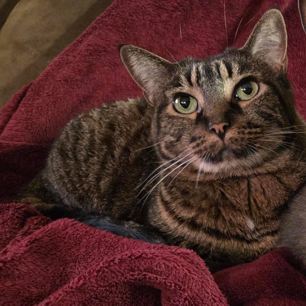 Enlarge Paperclip, a Adoptable Domestic Short Hair in Los Angeles, CA image 1/1