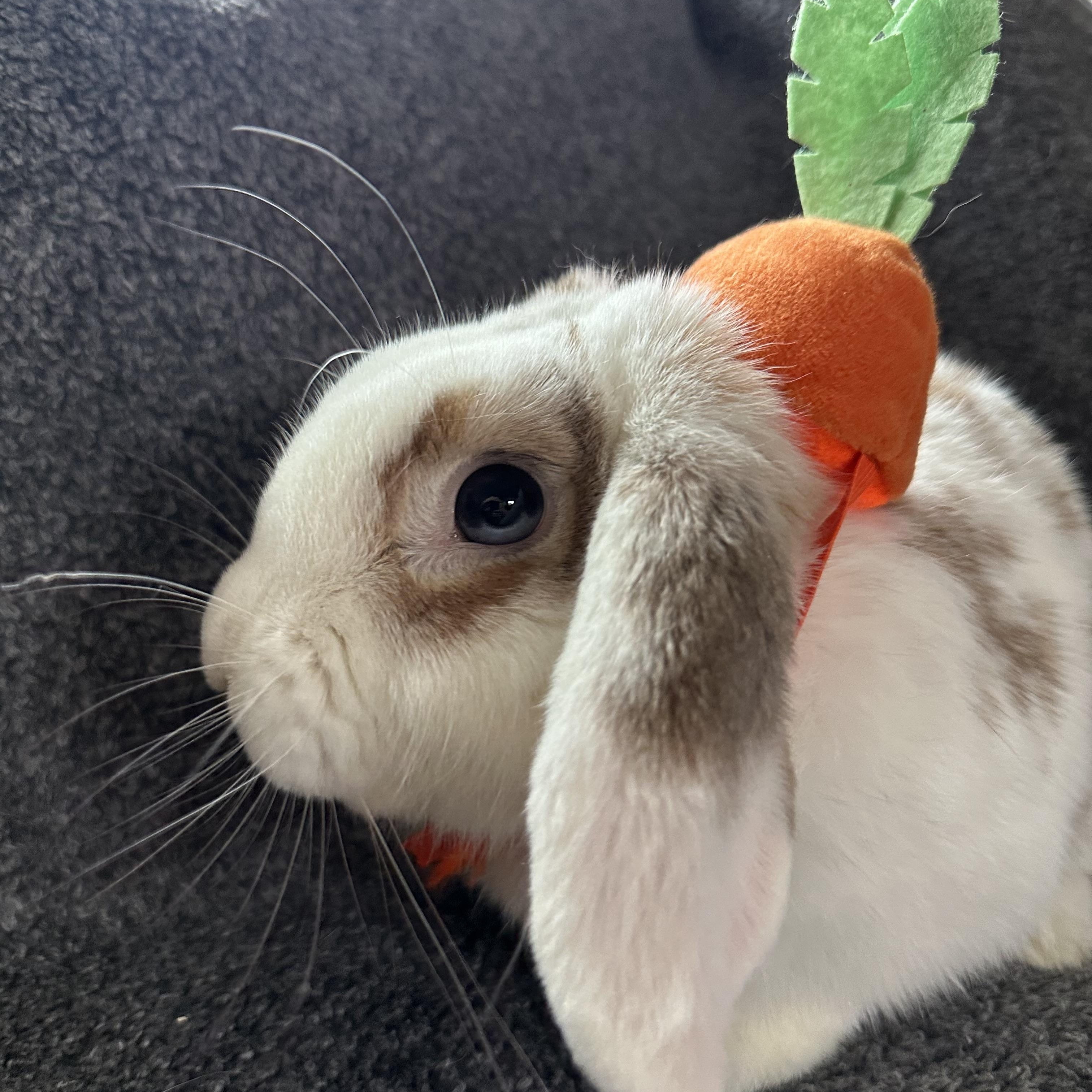 Marshmallow, Adoptable, Adult Male Holland Lop.