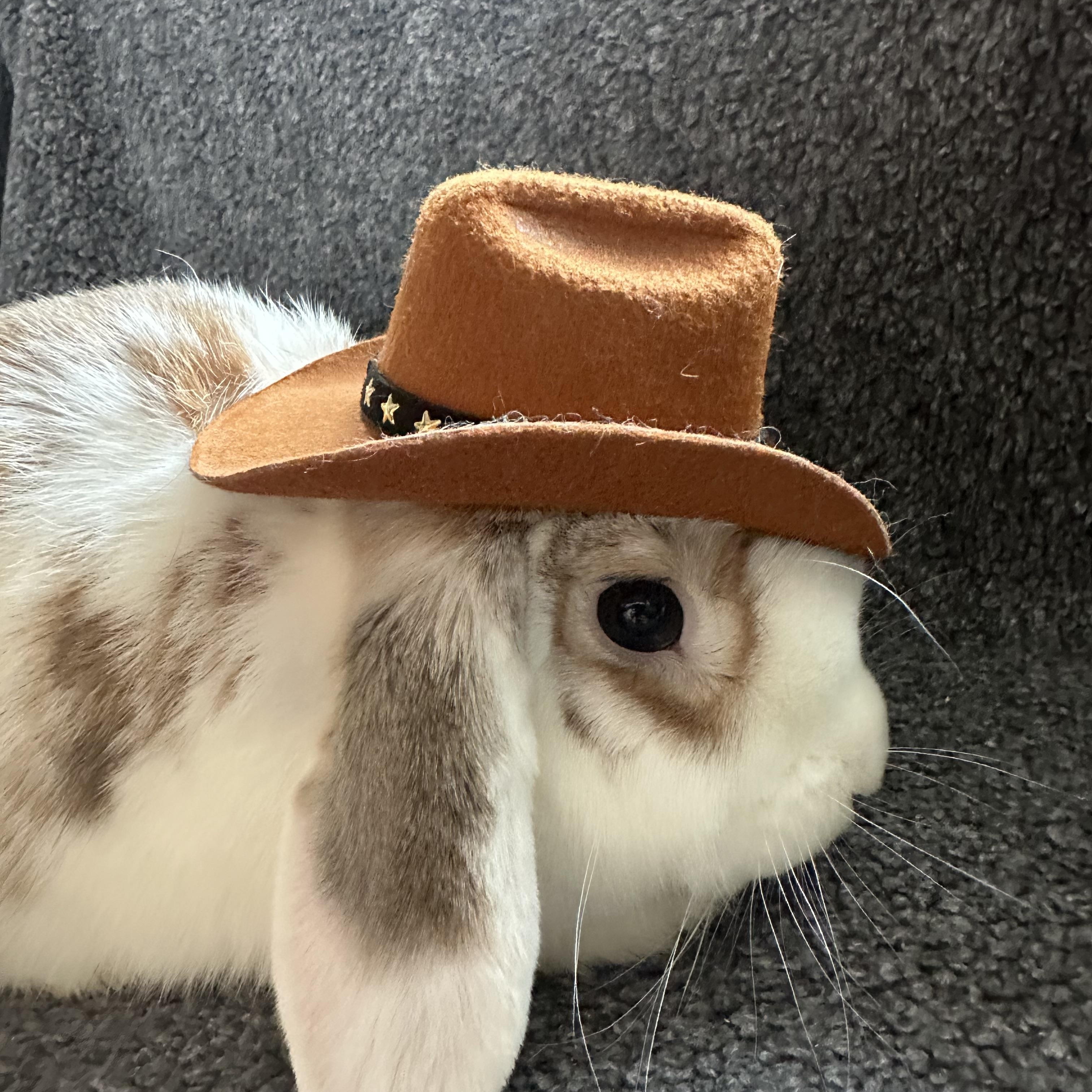 Enlarge Marshmallow, a Adoptable Holland Lop in Brick, NJ image 2/3