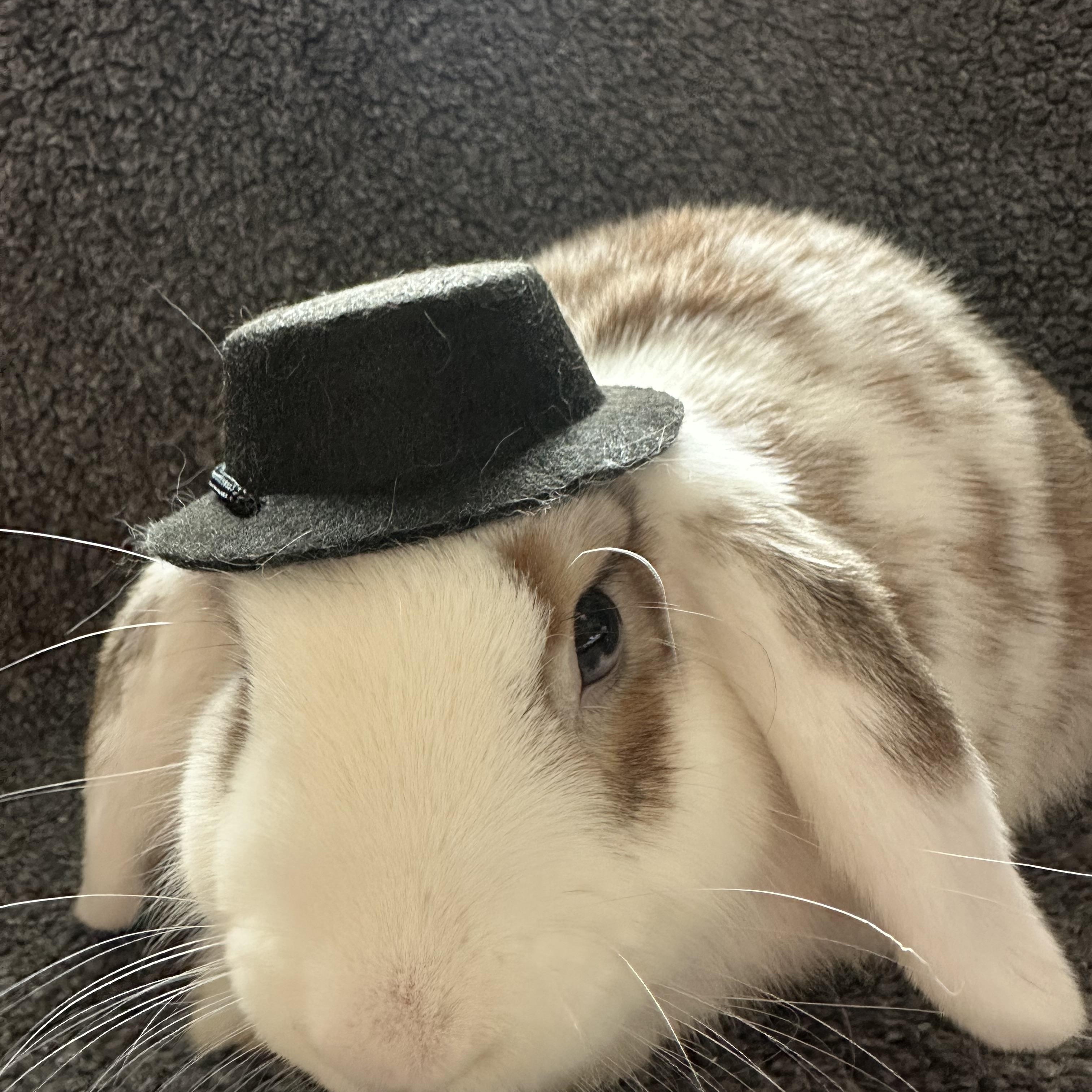 Enlarge Marshmallow, a Adoptable Holland Lop in Brick, NJ image 3/3